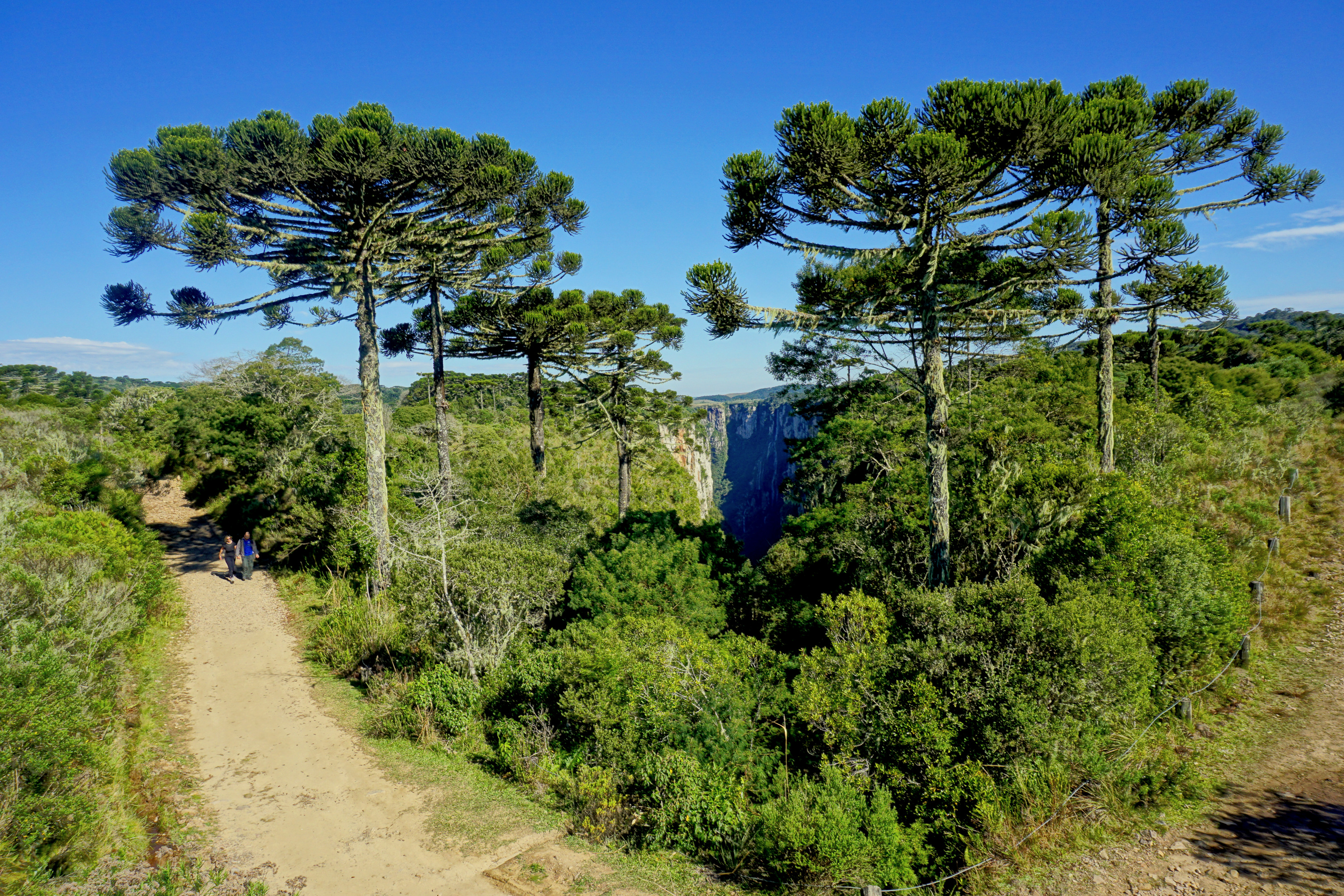 Araucárias adultas à beira do Cânion do Itaimbezinho